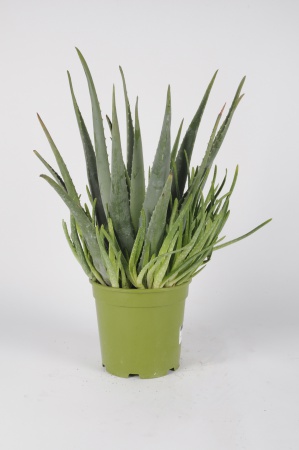 Aloe Vera 65cm x D21