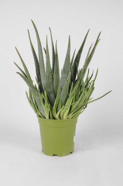 Aloe Vera 65cm x D21