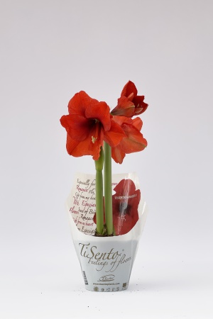 Amaryllis Pot Plastique 30cm x D14