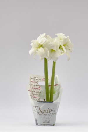 Amaryllis Pot Plastique 30cm x D14