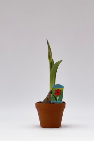 Amaryllis Pot Terre Cuite 25cm x D15