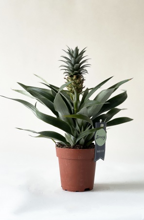 Ananas Corona 35cm x D12