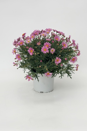 Anthemis Couleur 45cm x D19