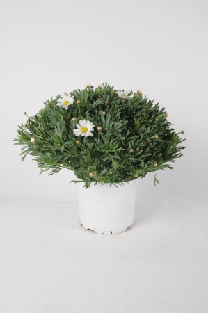 Anthemis Touffe 40cm x D19