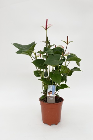 Anthurium Amalia Elegance Bic 70cm x D17