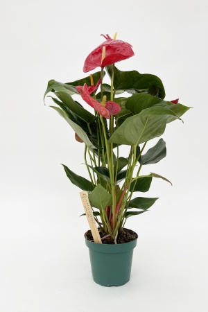 Anthurium A.Oklahoma 60cm x D14