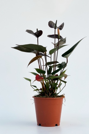 Anthurium Black Love Noir 50cm x D12