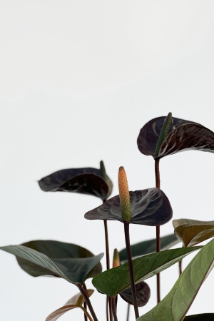 Anthurium Black Love Noir 50cm x D12