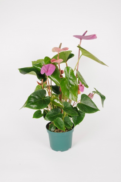 Anthurium Cavalli 65cm x D17