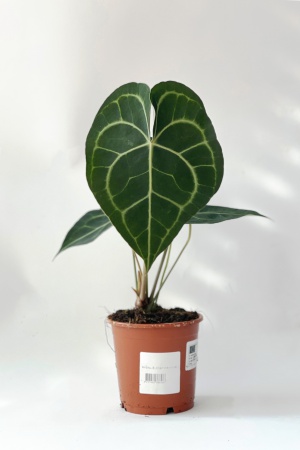 Anthurium Clarinervium 32cm x D12