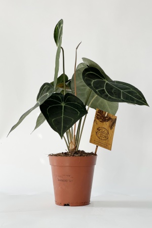 Anthurium Clarinervium 45cm x D15