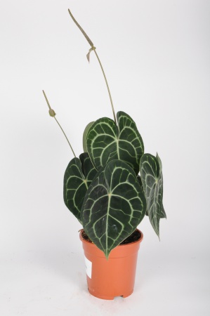 Anthurium Clarinervium 60cm x D17