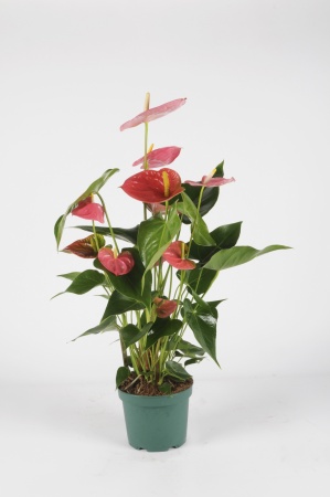 Anthurium Colorado 60cm x D14