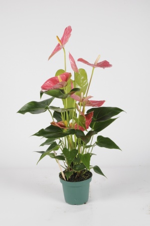 Anthurium Colorado 70cm x D17