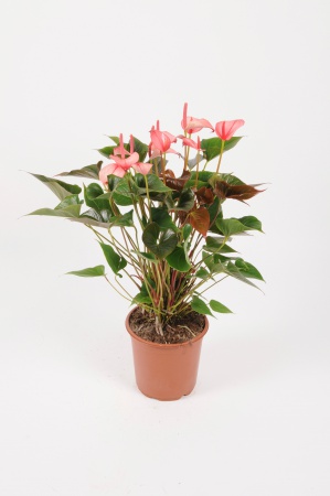 Anthurium Hotlips 75cm x D21