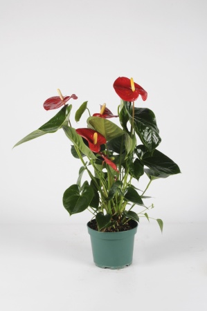 Anthurium Madural 70cm x D17