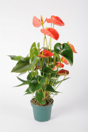 Anthurium Orange 60cm x D14