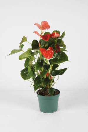 Anthurium Orange 70cm x D17