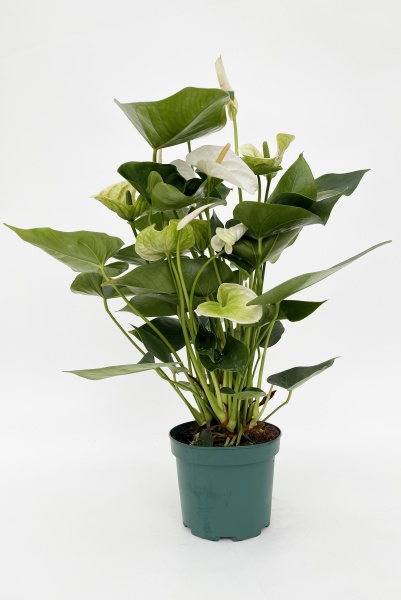 Anthurium Samora 70cm x D17