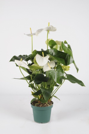 Anthurium Sumi 70cm x D17