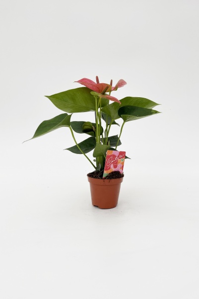 Anthurium Sweet Dream 45cm x D9