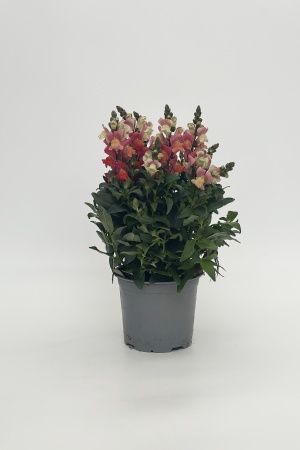 Antirrhinum 50cm x D15