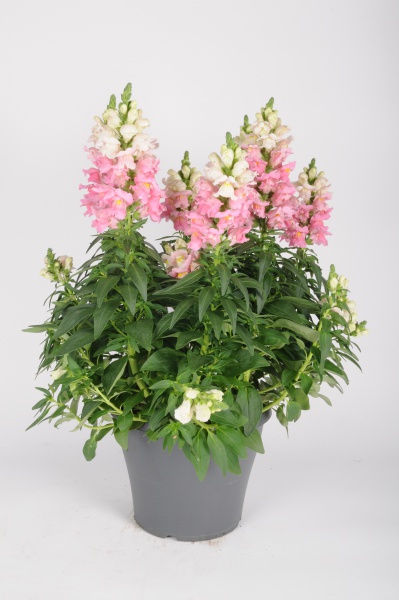 Antirrhinum Sultan White 60cm x D23