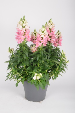 Antirrhinum Sultan White 60cm x D23