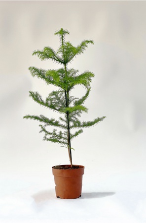 Araucaria Heterophylla 70cm x D14