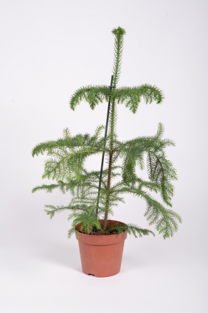 Araucaria Heterophylla 70cm x D17