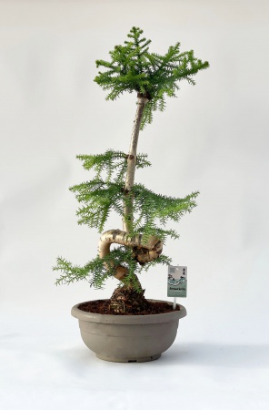 Araucaria Heterophylla 80cm x D30