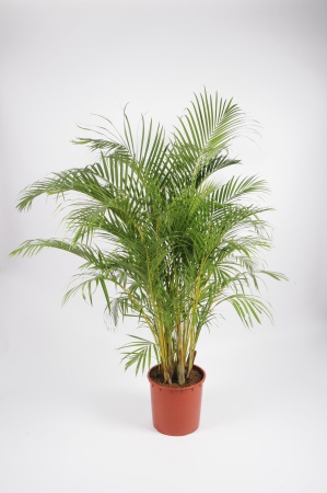 ARECA 100/120cm-D27