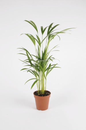 ARECA Lutescens 20/25cm-D9