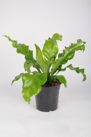 Asplenium Nidus 40cm x D17