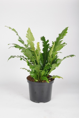 Asplenium Nidus 50cm x D23