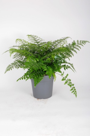 Asplenium Parvati 45cm x D21