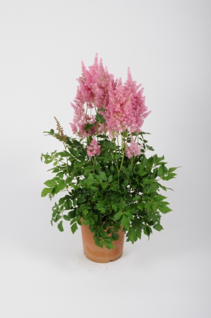 Astilbe 70cm x D24