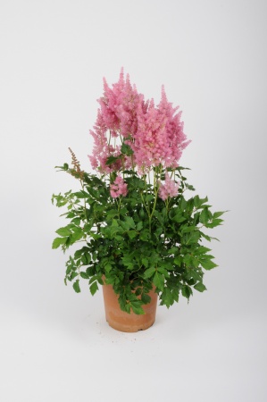 Astilbe 70cm x D24