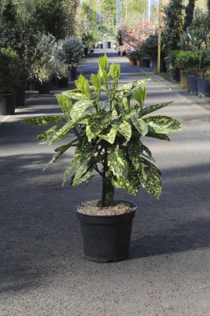 Aucuba Crotonaefolia Japonica 60cm x 7,5L