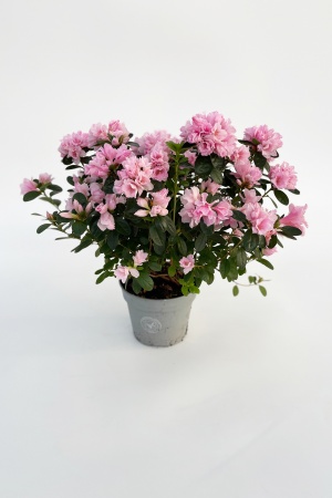 Azalea 30cm x D15