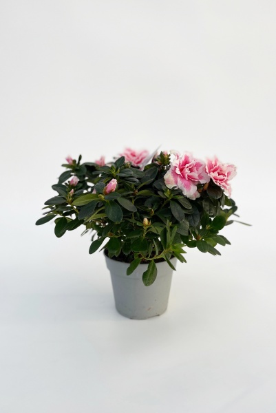 Azalea Indica 25cm x D15