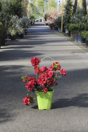 Azalea Japonica 40cm x 4L