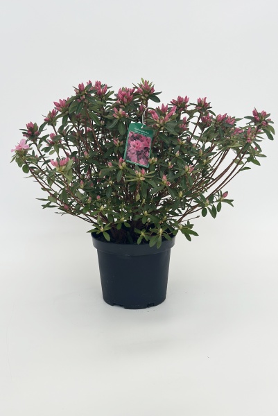 Azalea Japonica 50cm x D17