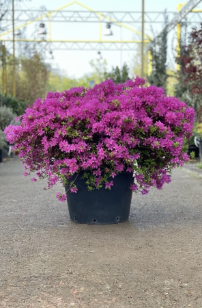 Azalea Japonica Rustique 70cm x 30L