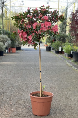 Azalea Japonica Tige 110cm x 7,5L