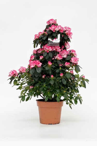 Azalea Pyramide 90cm x D19