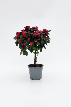 Azalea Tige 22.5cm x D13