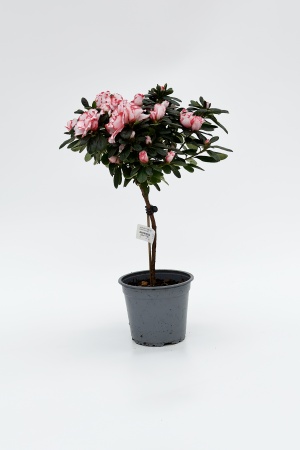 Azalea Tige 22.5cm x D13