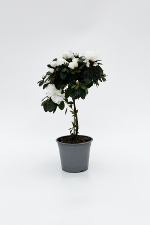 Azalea Tige 22.5cm x D13