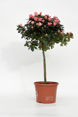 Azalea Tige 40cm x D19